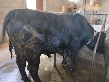 Продаю | Бык (самец) | На откорм | Привязанные