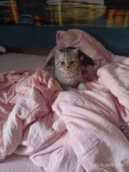 британская короткошёрстная кошка сколько стоит: Британская короткошёрстная, 1 месяц, Девочка, Голубой — 4