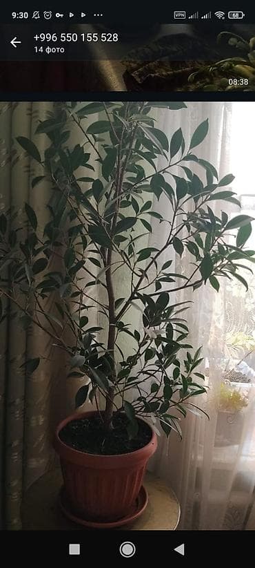 новый аквариум: Комнатные растения — набор 1) Пальма комнатная (вероятно — 3