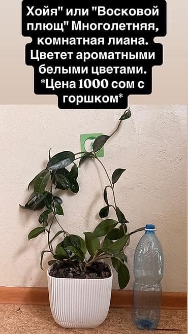 вьющийся: Хойя (восковой плющ) — многолетняя комнатная лиана. Цветет ароматными — 1