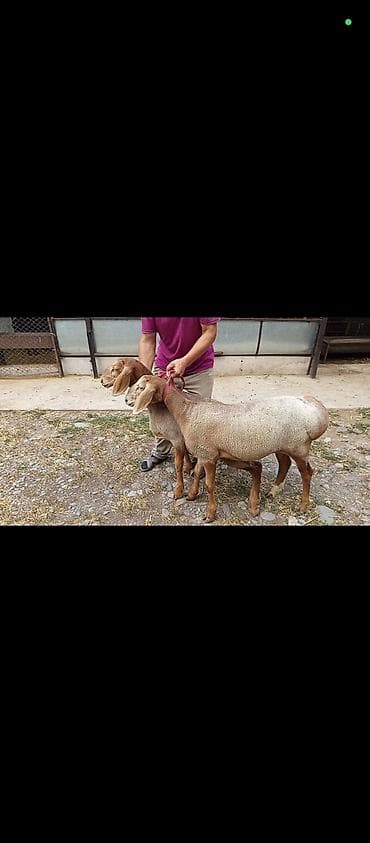 щенки пекинеса каракол: Продаю | Овца (самка) | Арашан | Для разведения | Ярка — 4