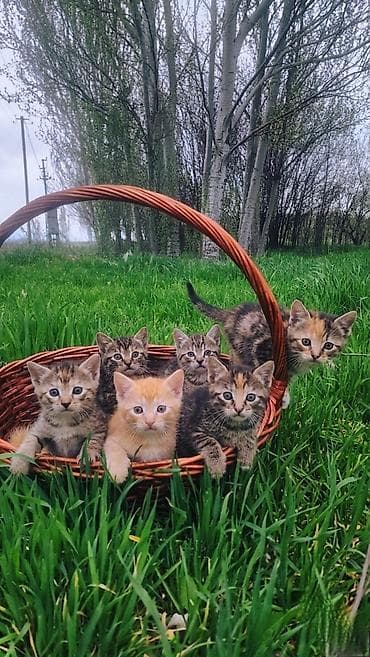 рыжая: Отдам котят в добрые руки. три девочки : тигровая полоска черная с — 6