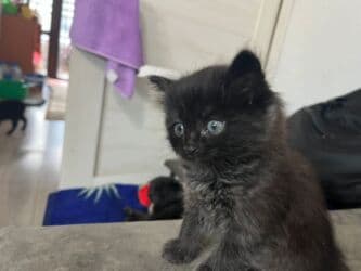 британская короткошёрстная кошка цена: Скотиш Страйт (Шотландская прямоухая), 1 месяц, Девочка, Серый, Метис, Приучена к лотку — 9