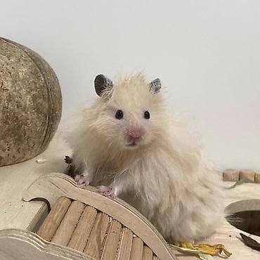 Грызуны: Продаются хомячки джунгарские, сирийские, ангорские пушистые хомячки — 4