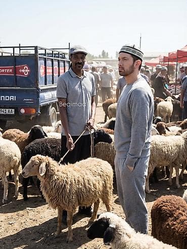 Продаю | Ягненок, Баран (самец) | Гиссарская, Арашан | Для разведения | Племенные, Осеменитель