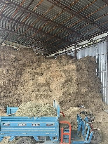 Животные: Саман сатам оптом 120 сом Село Байтик чоп аралаш — 2