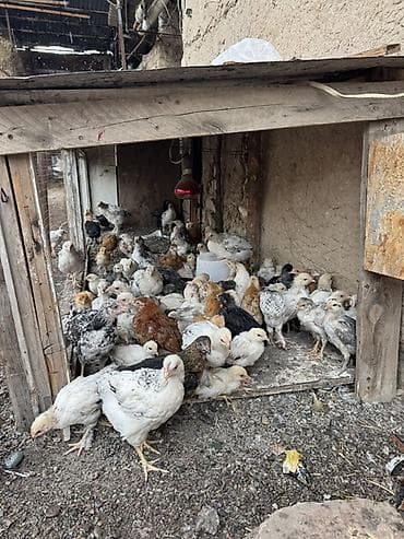 куры кох: Продаю | Цыплята | На забой — 4