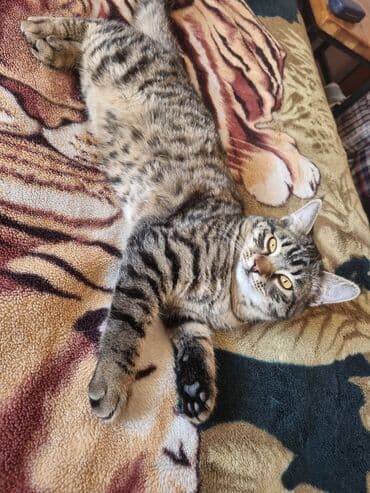 Шкафы для трансформатора: Котёнок-подросток с ярким тигровым окрасом (чёрно-серые табби-полосы и — 3