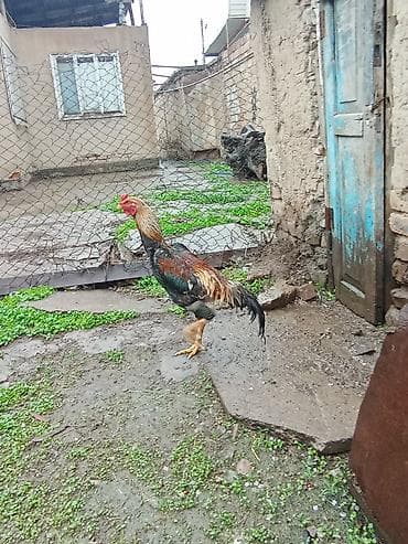 кунай минато: Продаю | Петух | Дакан | Для боев — 9