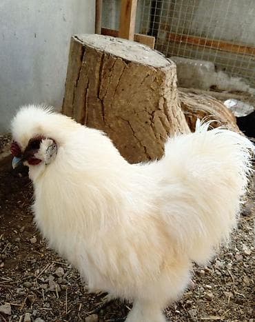 Иттер: Продам шелковые пуховики кур петух — 4