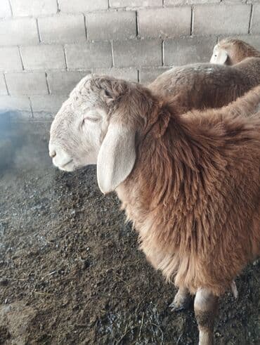 купить породистую собаку: Продаю | Баран (самец) | Арашан | Для разведения | Племенные, Осеменитель — 10