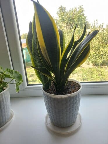 комнатные растения бишкек: Молодой саженец лимона, выращенный в домашних условиях. Растение имеет — 6