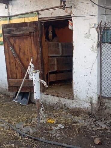 сено реска: Продаю | Козёл (самец) | На забой, Для разведения | Племенные, Осеменитель — 5