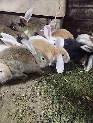 кролики крол кролиха кролик: Продаю | Крольчата | Для разведения | Племенные — 3