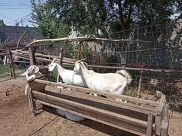 сүттү эчки: Сатам | Эчки (ургаачы) | Сүт алуу үчүн | Асыл тукумдуу — 10