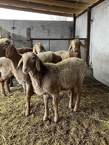 дончак ат: Продаю | Овца (самка) | Эдильбаевская | На забой — 8