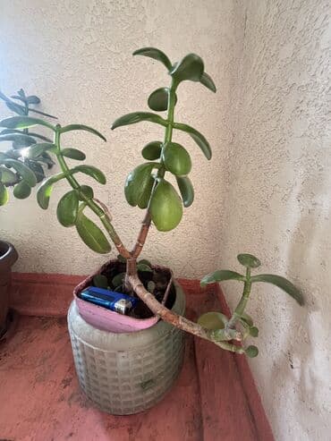 Упаковочные товары: Продаю цветок денежное дерево!Ещё этот цветок толстянка~ домашний — 5