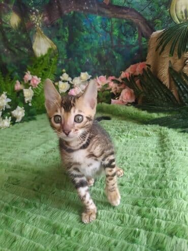 цена шотландского вислоухого кота: Бенгальская, 1 месяц, Мальчик, Приучена к лотку, Проглистована, С документами — 10