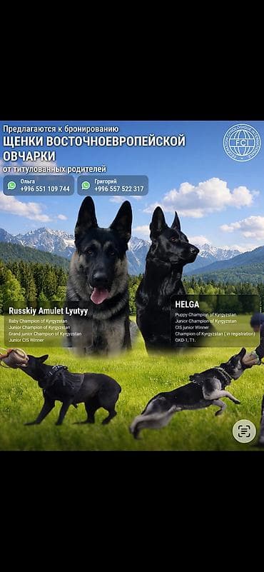 щпиц собака: Предлагаются к продаже щенки Восточноевропейской овчарки от питомника — 2