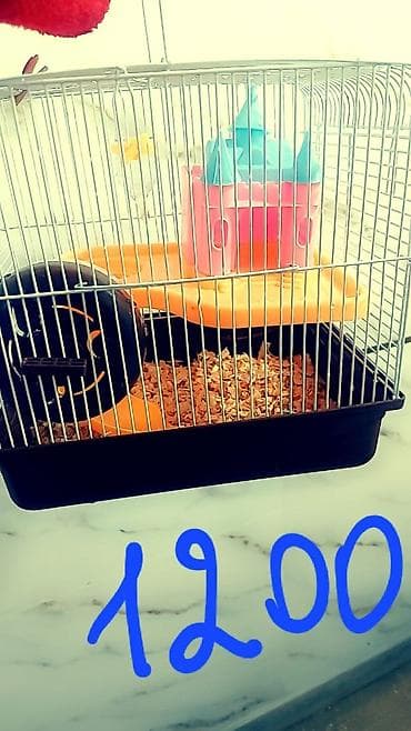 мал сатам: Продаю клетки для хомячков от 500 до 1700 сом. и самих хомячков — 4