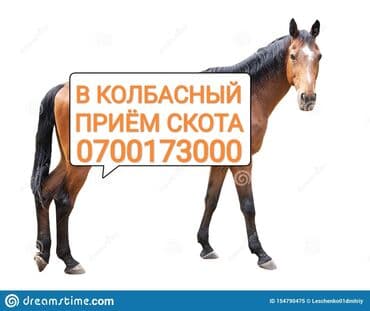 домик для животных: Сатып алам | Уйлар, букалар, Жылкылар, аттар, Башка а/ч жаныбарлары | Күнү-түнү, Бардык шартта, Союлган — 1