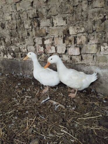 купить домик для кошки недорого: Ордоктор сатылат 2шт 999 сом — 1