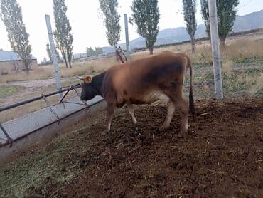 коровы молочной породы купить: Продаю | Корова (самка) | На откорм — 1