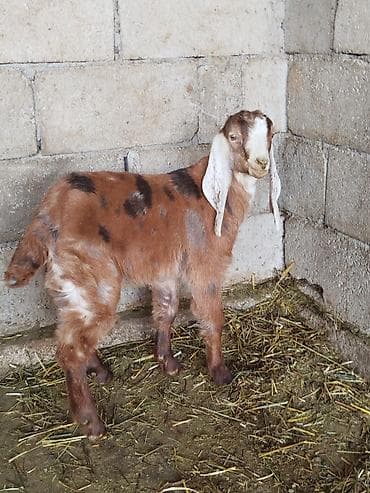 Продаю | Козлёнок | Нубийская, Битал, Камори | Для разведения | Племенные at lalafo.kg Продаю | Козлёнок | Нубийская, Битал, Камори | Для разведения | Племенные