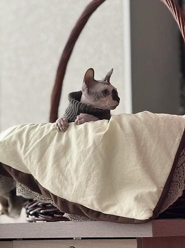 Үй жаныбарлары үчүн товарлар: Котик сфинкс мама канадская банбина отец эльф ! — 1