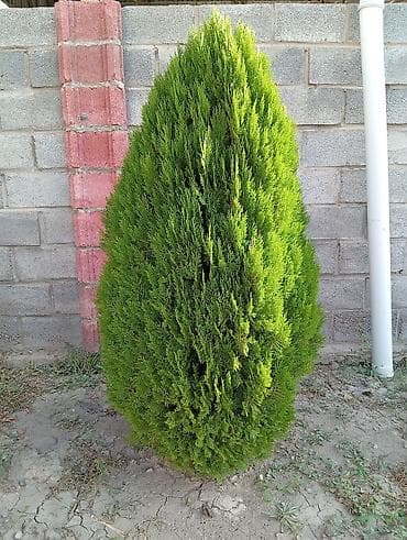туя ош: Туя западная Смарагд (Thuja occidentalis ‘Smaragd’) — декоративные — 4
