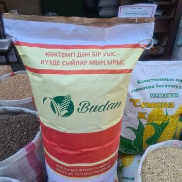 картофель семена: Уруктар: Жүгөрү — 2