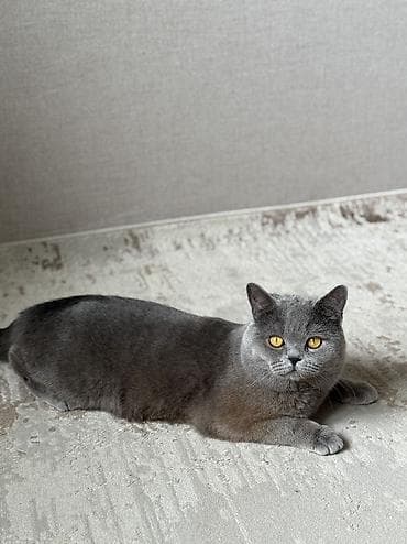 кошка каракол: Ит кууту: Скотиш Страйт (Шотландиялык тик кулактуу), Эркек, 1 жаш, Эмделген, Боз — 3
