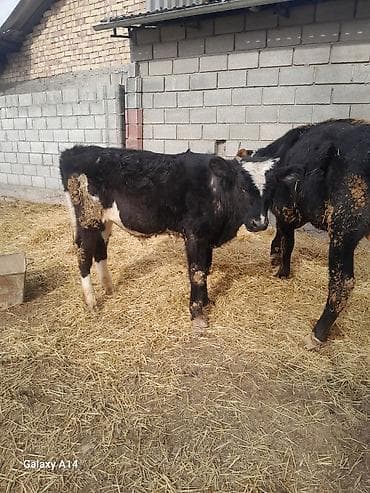 Кемирүүчүлөр: Сатам | Бука (эркек) | Аргын | Бордоп семиртүү үчүн — 5