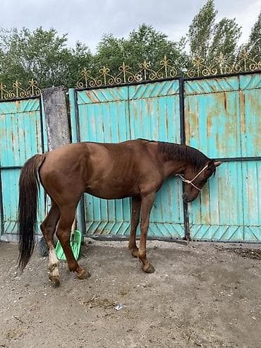 арабский конь: Продаю | Кобыла (самка) | Рабочий — 5