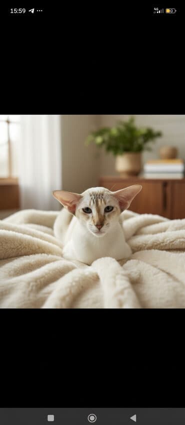 куда можно отдать кошку: Ориентальная, 2 года, Девочка, Белый, Кастрирована, Приучена к лотку, Проглистована — 3