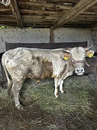 сколько стоит маленький питбуль: Продаю | Бык (самец) | На откорм | Привязанные — 1