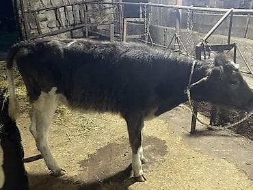 собака беловодск: Продаю | Тёлка, Музоо, торпок | На откорм, На забой, Для разведения | Искусственник — 3