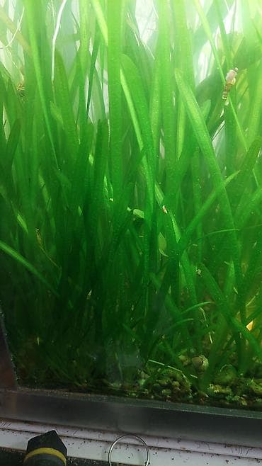 Кошки: Продаю аквариумные растения. 30 сом кустик. валиснерия — 1
