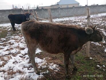 продам коров: Продаю | Корова (самка), Тёлка, Музоо, торпок | Для молока — 2