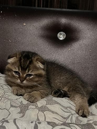 Животные: Продаются Шотландские котята (скоттиш-фолд/страйт) ( отец золотая — 3