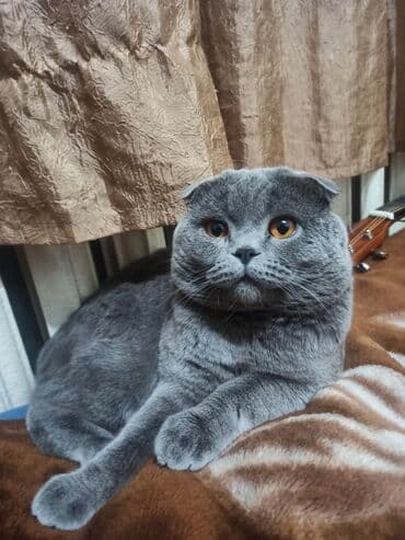 вислоухая кошка сколько стоит: Вязка, не продажа! Наш любимый котик, своенравный, но, в тоже время — 5