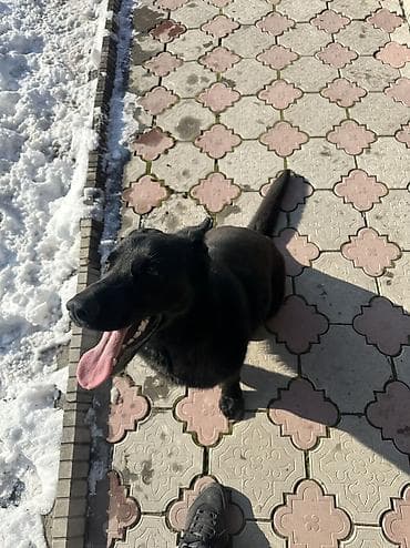 кангал собака цена: Восточноевропейская овчарка, 6 месяцев, Самка, С прививкой — 4