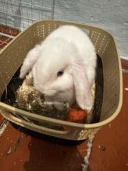 Рыбы: Срочно продам кролика Самец 3,4месяца Отдам вместе с сеном кормом и — 3