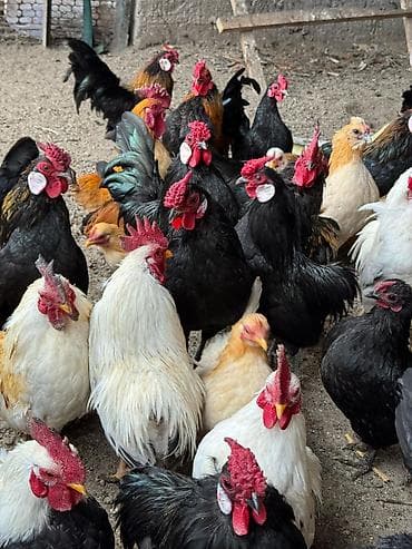 йоркширский терьер: Продаю | Куры, Петух | Для разведения — 5