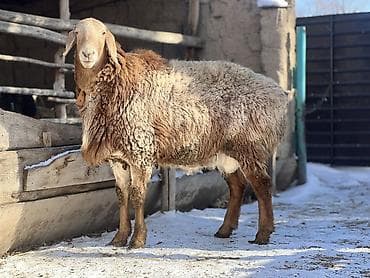 какие собаки продаются: Продаю | Баран (самец) | Арашан | Для разведения | Племенные, Осеменитель — 1