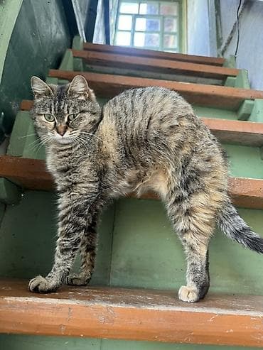 мышык кошка: Кошка, короткошёрстная тигровая (серо-коричневый табби с подпалом). - — 1