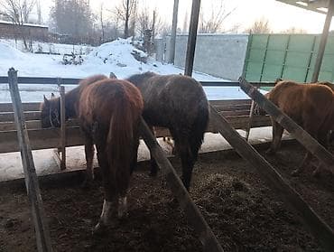 Иттер: Сатам | Байтал | Көбөйтүү үчүн | Асыл тукумдуу — 1