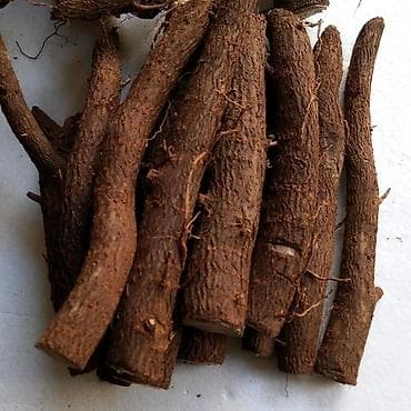 сансевиерия купить: Павлония черенки Павлония "Кут дарагы" тамыр калемчелери быстро и — 8