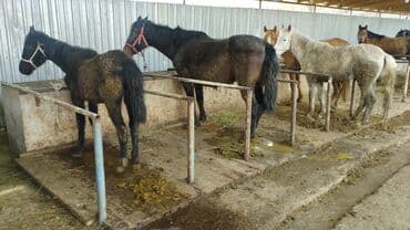 сколько стоит кролик домашний: Сатам | Бээ (ургаачы) | Союуга | Асыл тукумдуу — 1