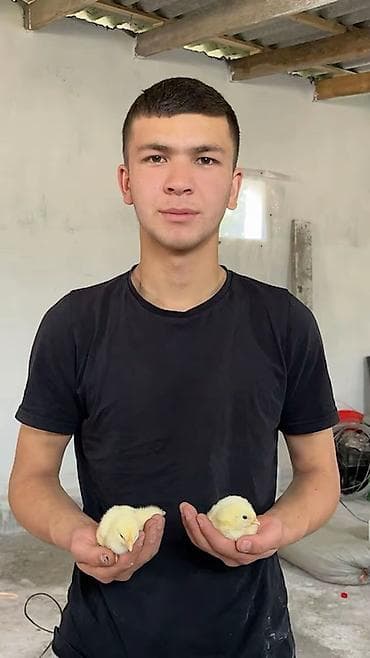 Айыл-чарба жаныбарлары: Сатам | Балапандар | Бройлер | Союуга — 1